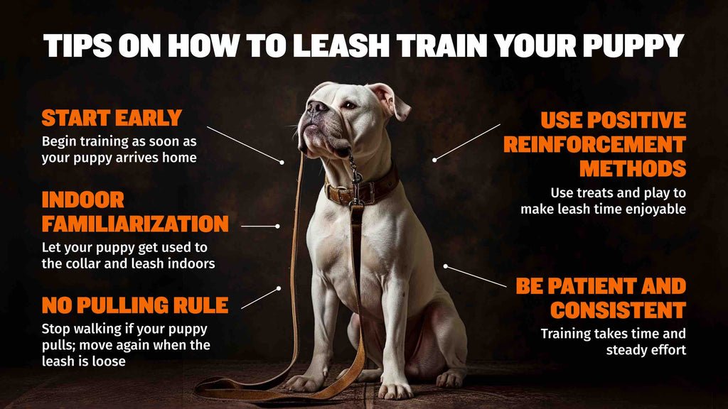 Training Puppies Not to Pull
