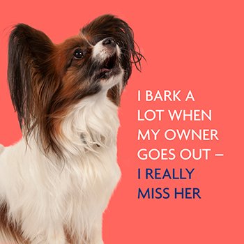 Helping Dogs Who Bark When Left Alone