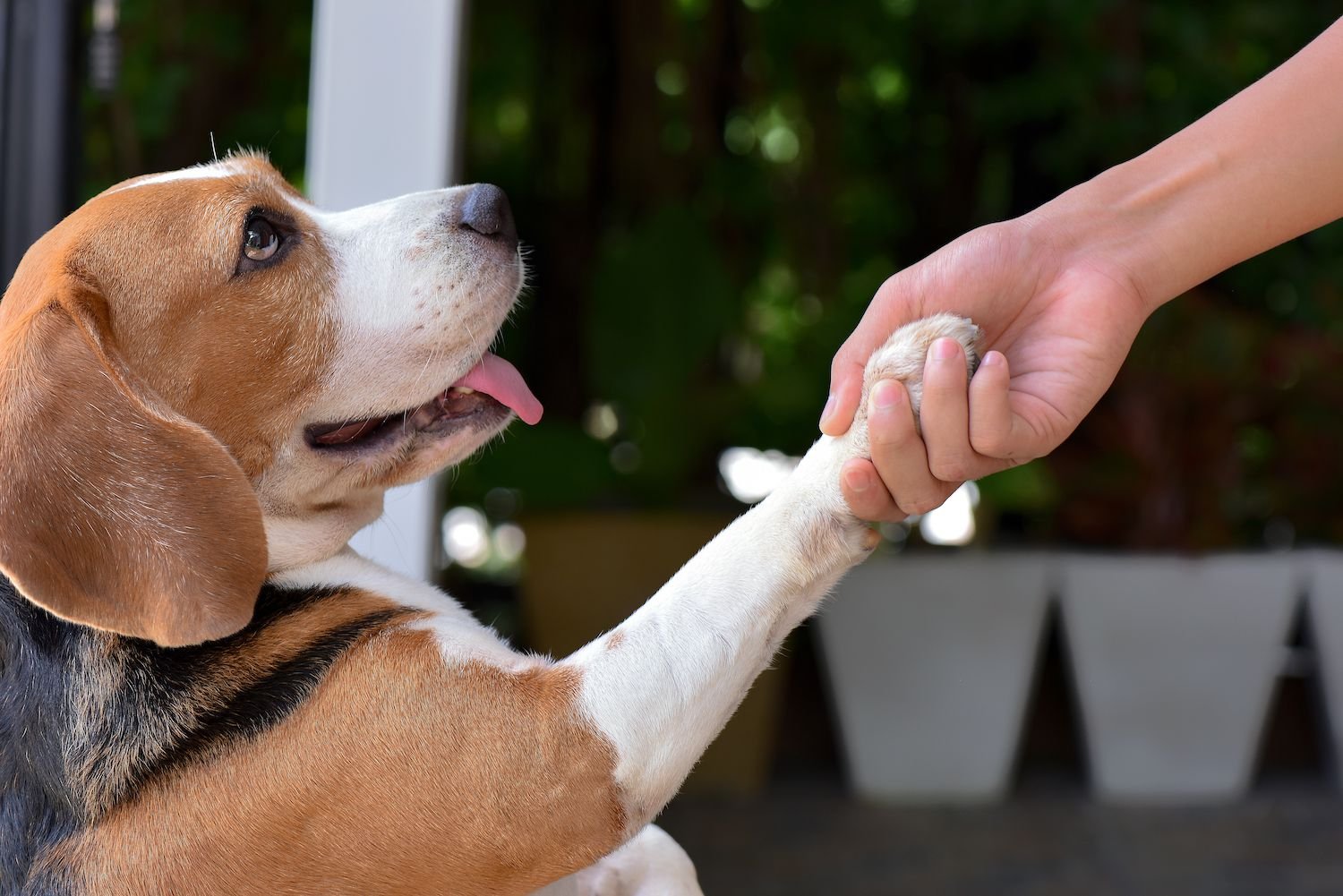 Using Positive Reinforcement for Puppies