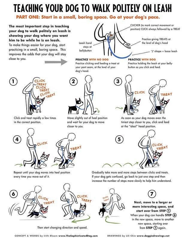 Loose Leash and Walking Commands