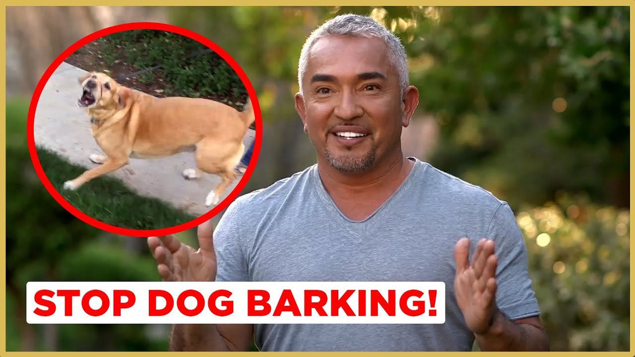 Training How to Stop Dog From Barking