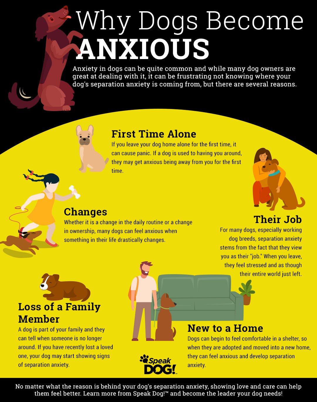 What If Your Dog Is No Longer a Puppy?