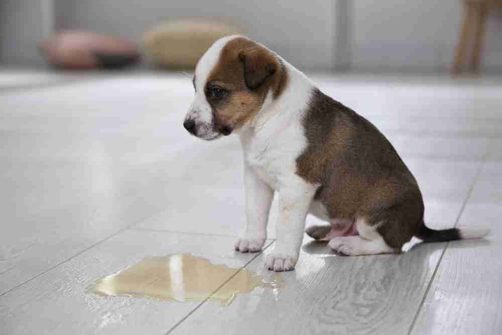Fixing Common Crate Training Problems