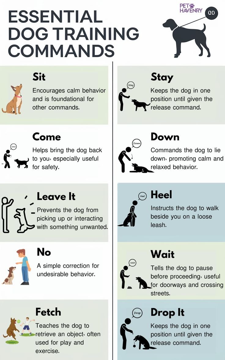 Basic Dog Commands List for Training