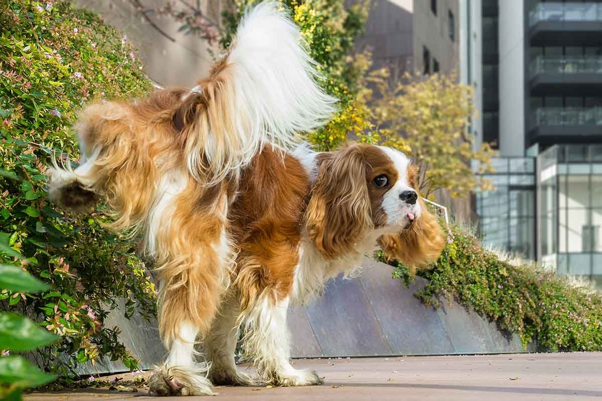 Potty Training Puppies vs Adult Dogs