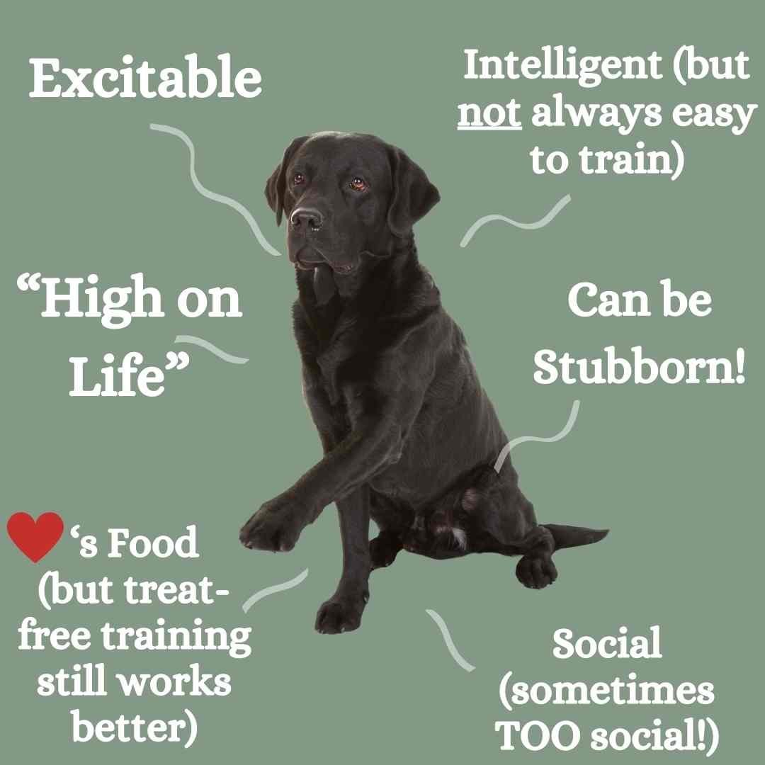 Key Tips for Training a Stubborn Dog