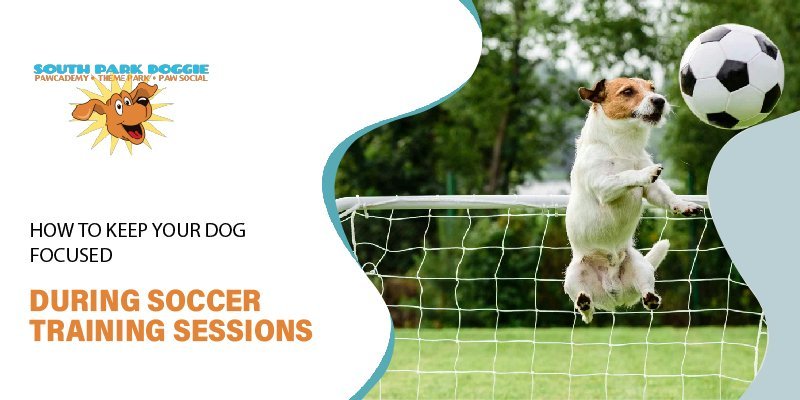 Keeping Training Fun for You and Your Dog