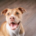 Training How to Teach a Dog to Sit: 5 Easy Steps