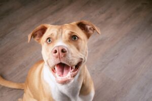Training How to Teach a Dog to Sit: 5 Easy Steps