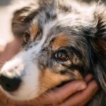 Training Dog Separation Anxiety: 7 Proven Training Steps
