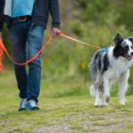 Training: How to Stop Your Dog Pulling on the Leash