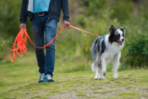 Training: How to Stop Your Dog Pulling on the Leash