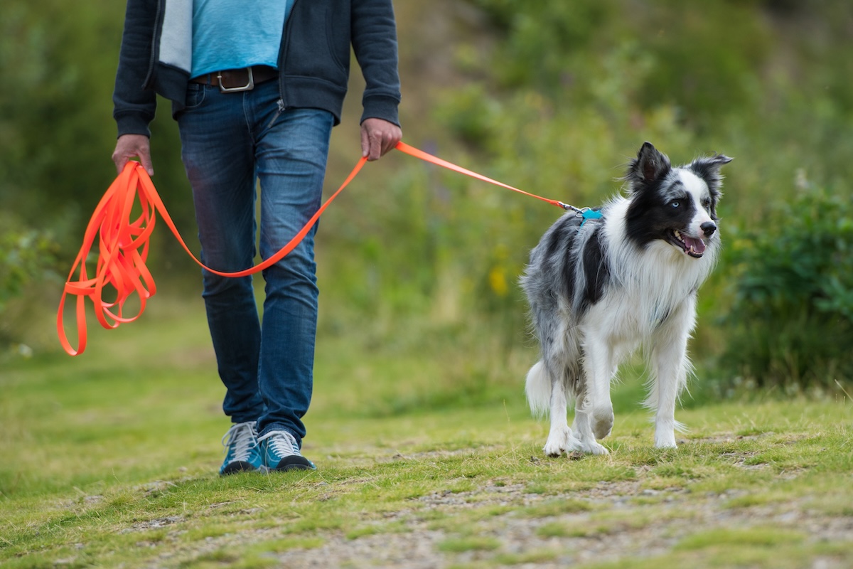 Training: How to Stop Your Dog Pulling on the Leash