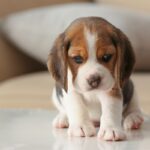 Training: How to Potty Train a Dog in 7 Easy Steps