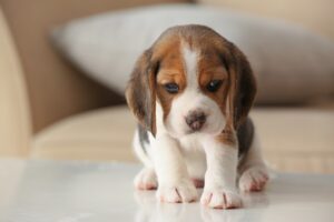 Training: How to Potty Train a Dog in 7 Easy Steps