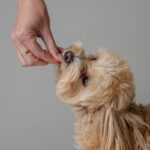 Training Puppy Biting: How to Stop It in 7 Easy Steps