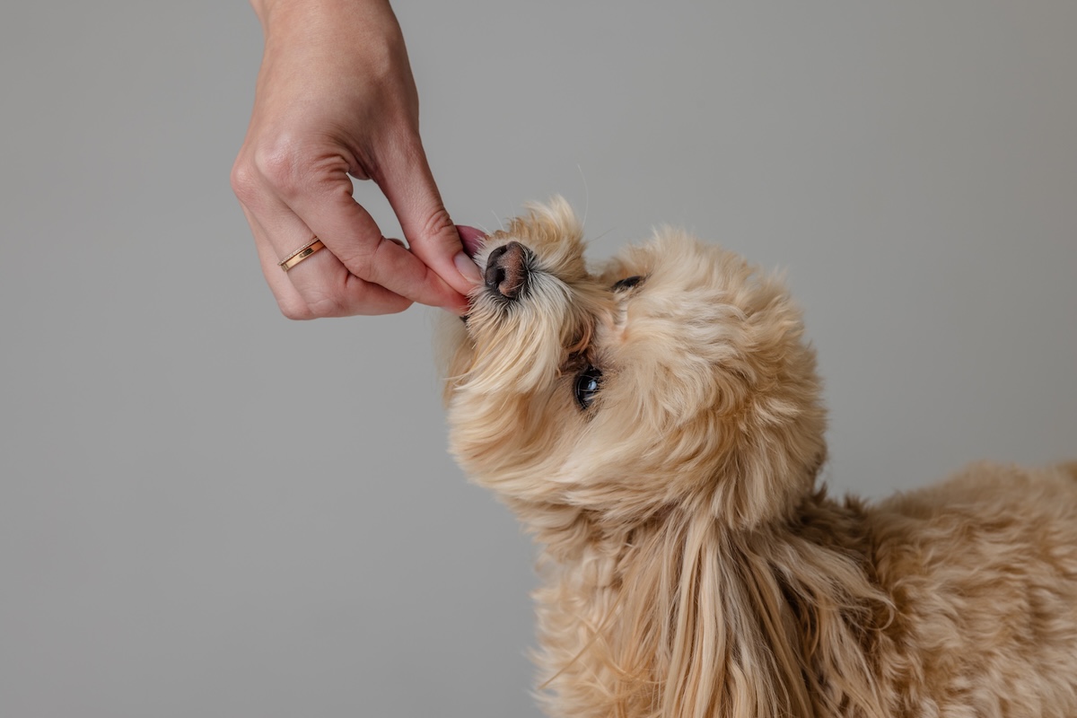 Training Puppy Biting: How to Stop It in 7 Easy Steps