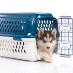Training: How to Crate Train a Dog in 7 Simple Steps