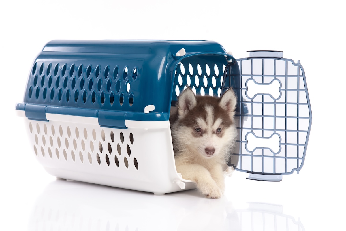 Training: How to Crate Train a Dog in 7 Simple Steps