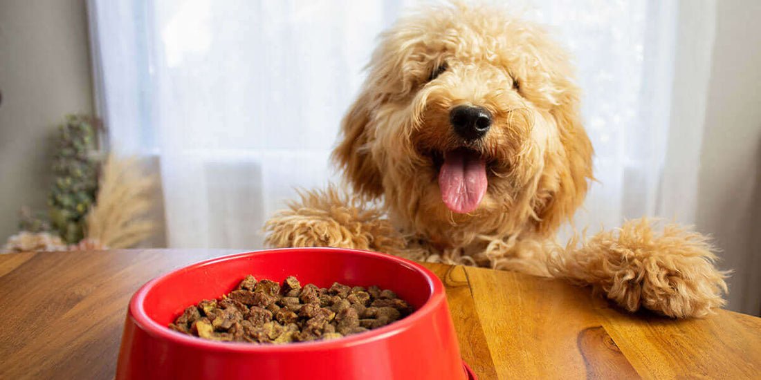 Why Dog Food Ingredients Matter