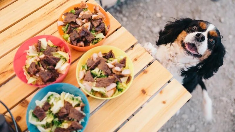 Should You Cook for Your Dog?