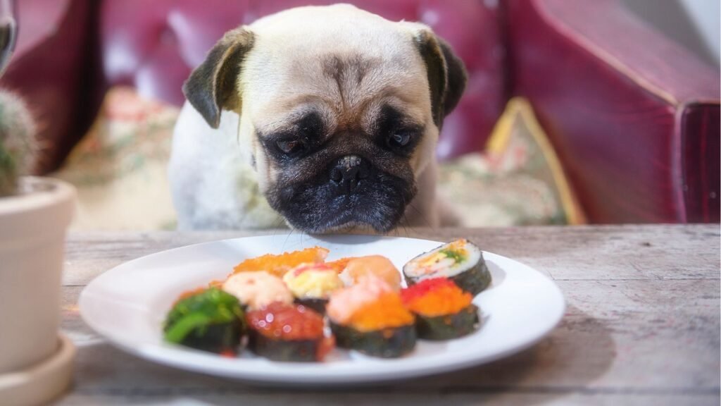 Dog food math: how much to feed a dog