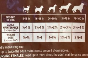 How much to feed an adult dog