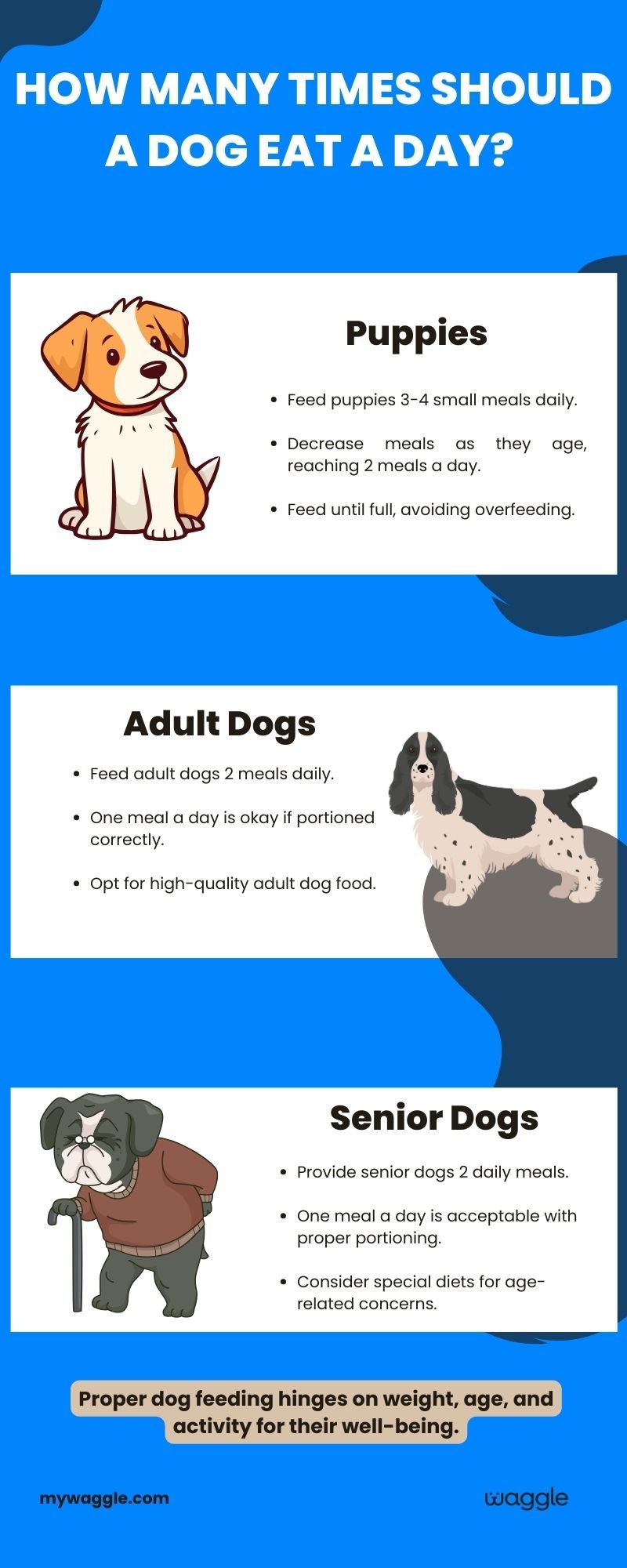 How many meals a day a dog should eat