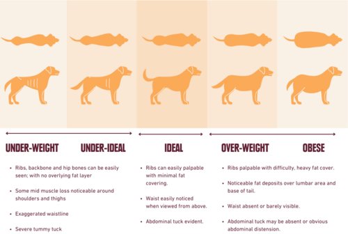 Signs you are overfeeding or underfeeding