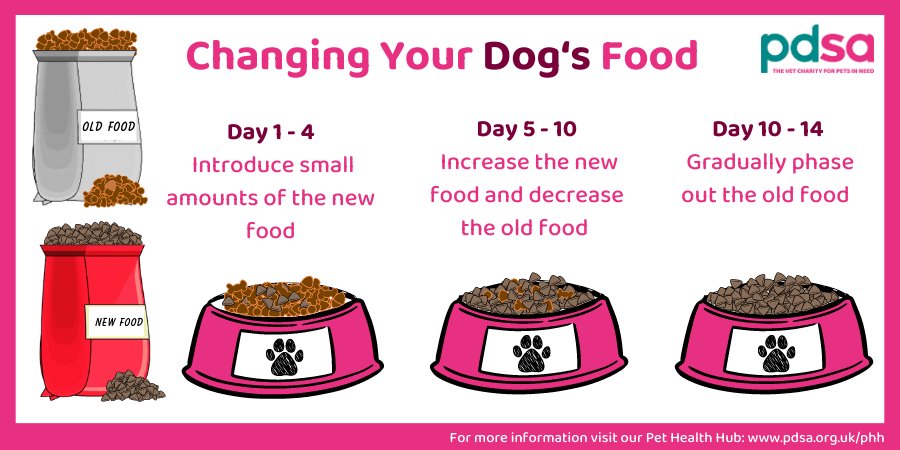When to ask your vet about food amounts