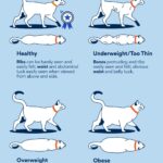 Dog Not Eating but Acting Normal? 7 Health Reasons & What to Do