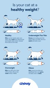 Dog Not Eating but Acting Normal? 7 Health Reasons & What to Do