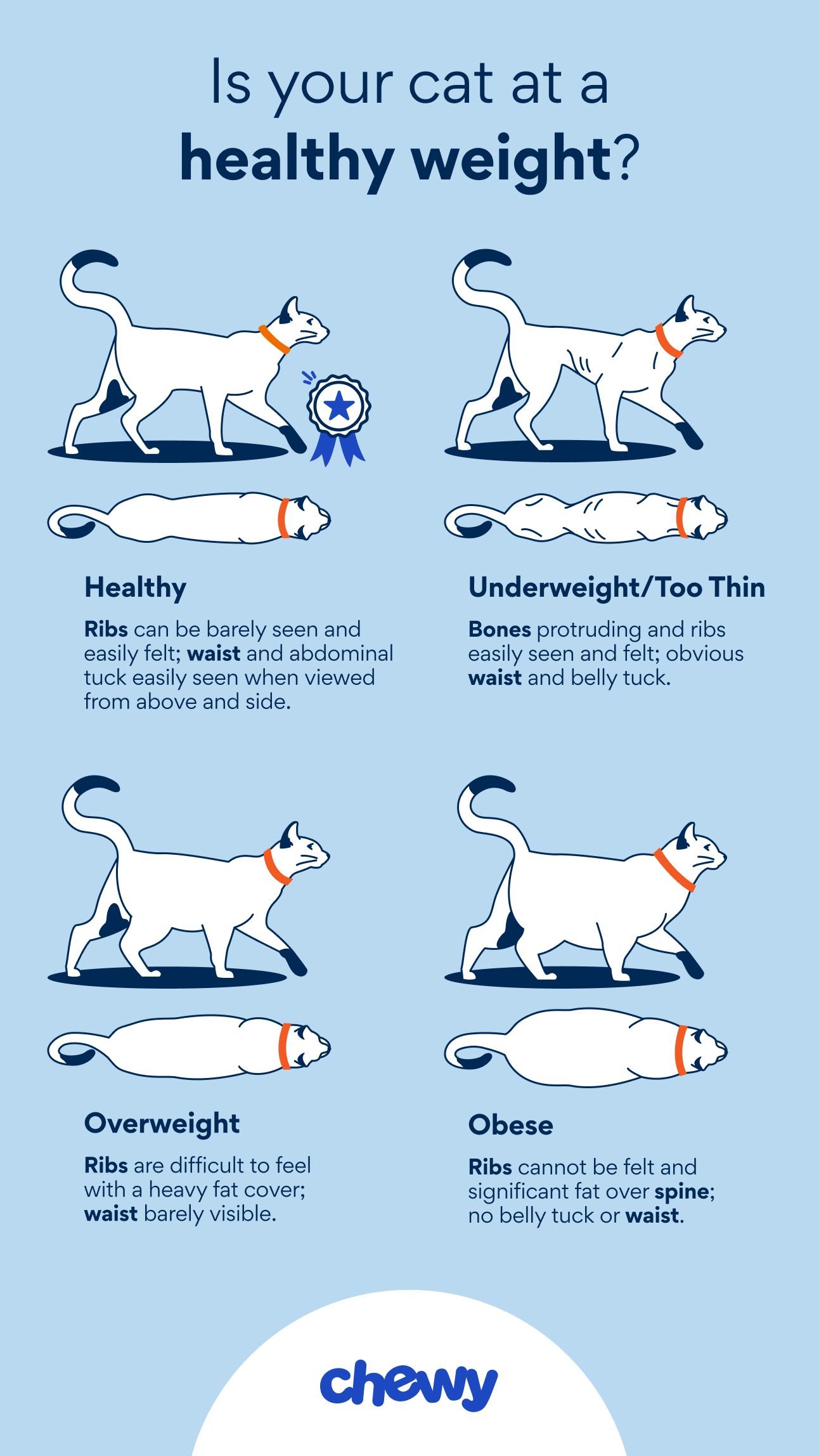 Dog Not Eating but Acting Normal? 7 Health Reasons & What to Do