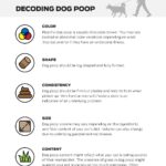 Dog Diarrhea Causes and Treatment: A Healthy Dog Guide