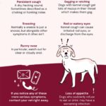 Dog Health: Lethargy Causes and When to See a Vet