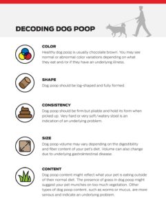 Dog Diarrhea Causes and Treatment: A Healthy Dog Guide
