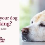 Dog Shaking Causes: Health Guide & When to Worry
