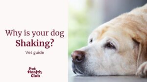 Dog Shaking Causes: Health Guide & When to Worry