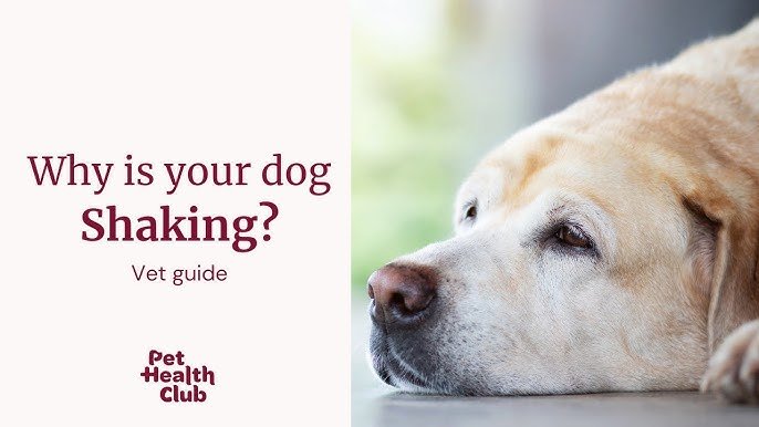 Dog Shaking Causes: Health Guide & When to Worry