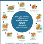 7 Dog Skin Problems Types & Health Warning Signs