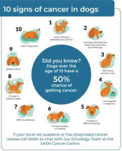 7 Dog Skin Problems Types & Health Warning Signs