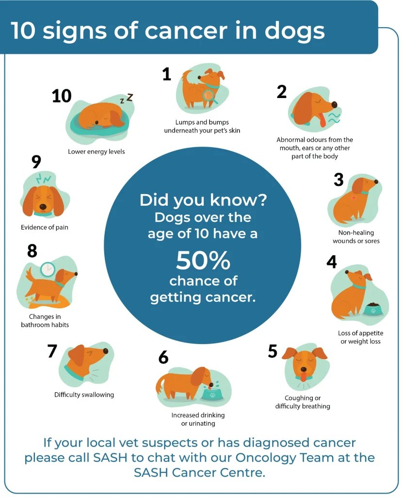 7 Dog Skin Problems Types & Health Warning Signs