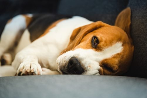 Understanding Lethargy in Dogs