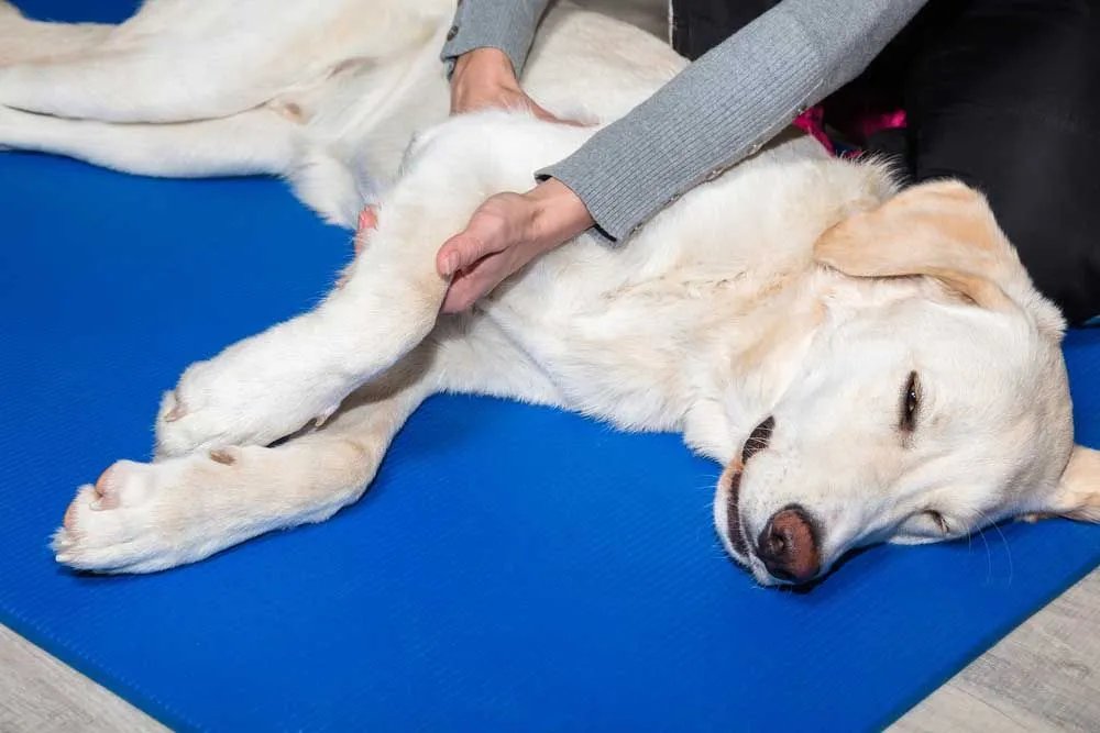 Is a Limping Front Leg an Emergency?