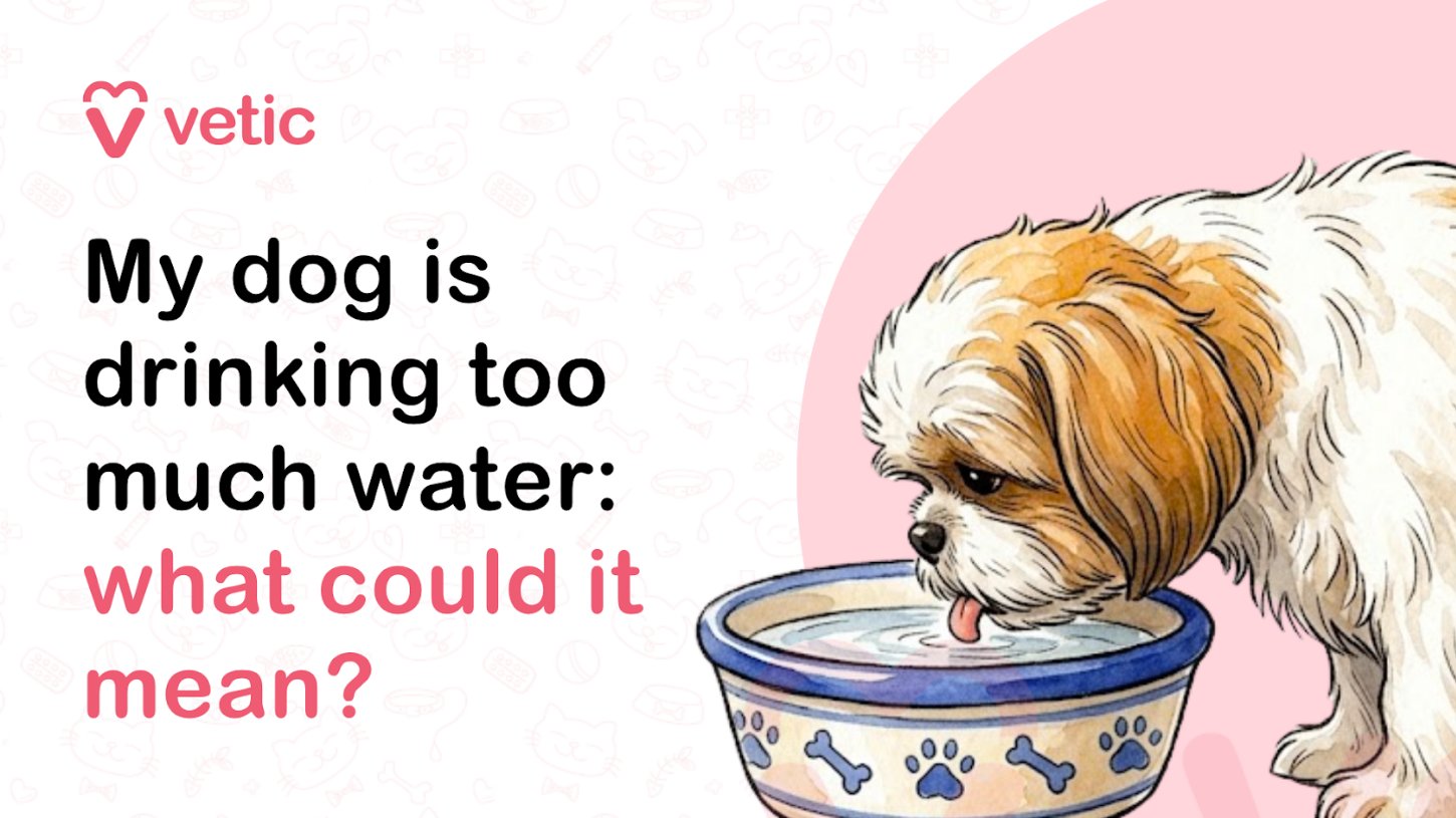 Is My Dog Really Drinking Too Much?