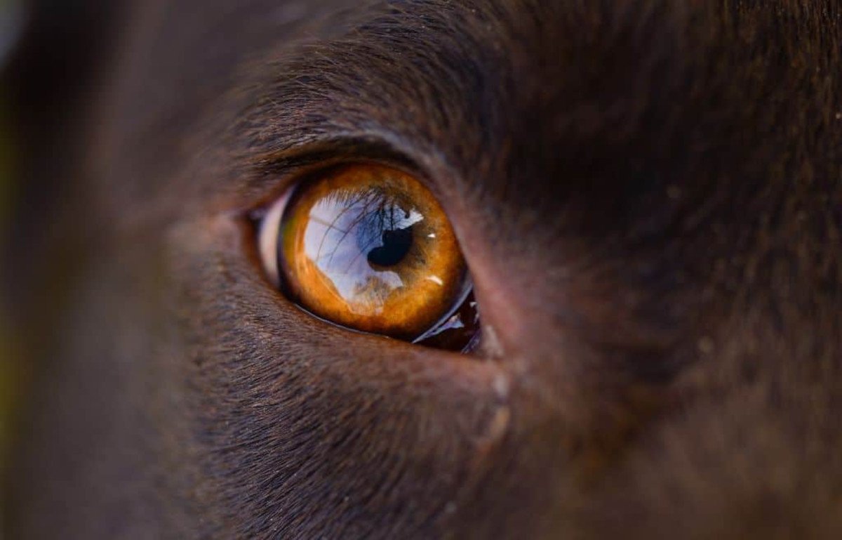 Is Dog Eye Discharge Ever Normal?