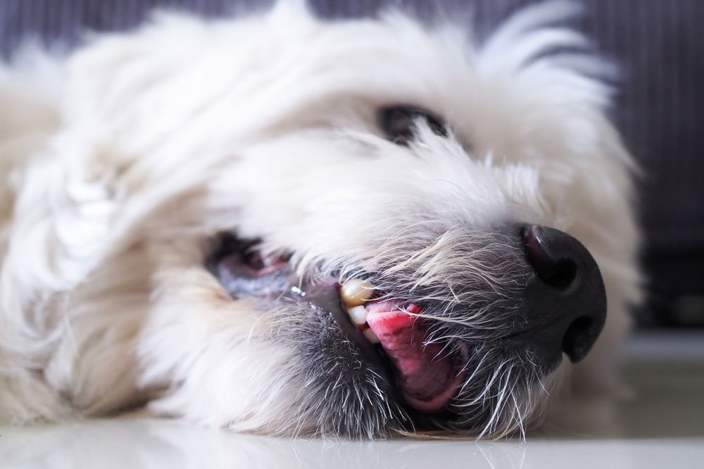 Understanding Seizures in Dogs