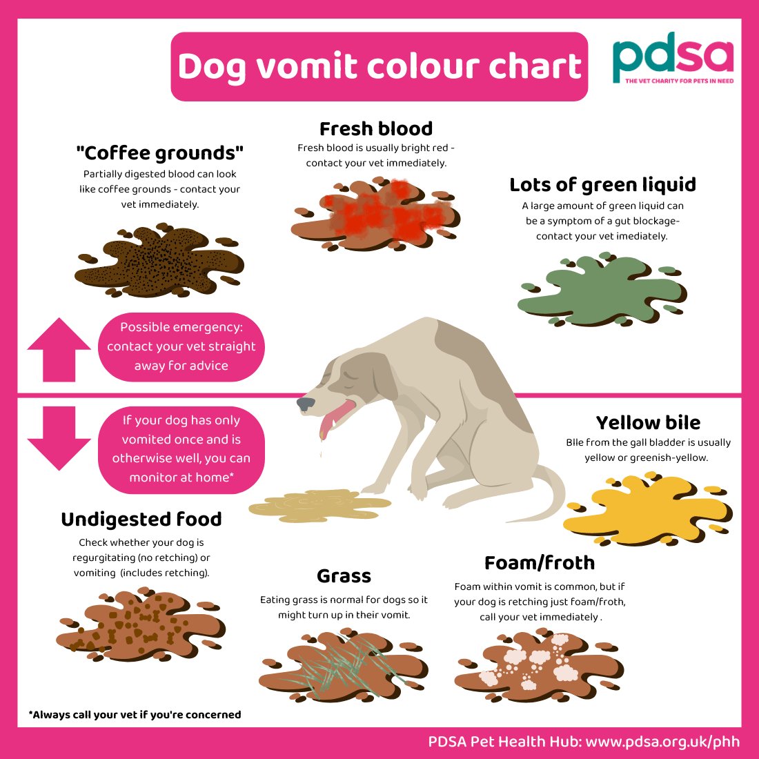 Is Dog Vomiting Always Serious?