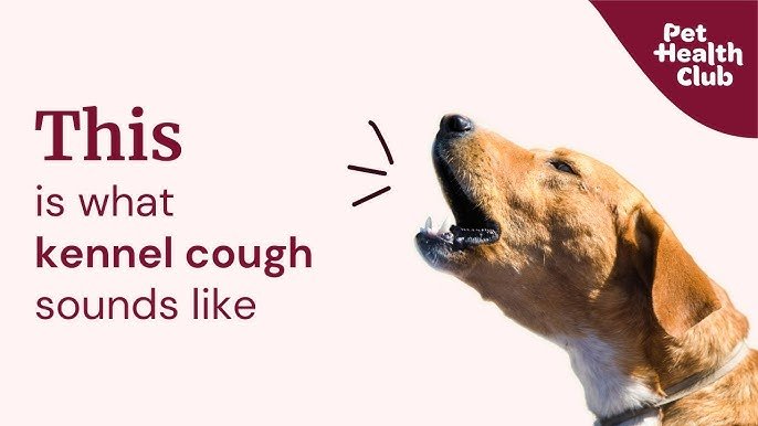 What a Dog Cough Can Sound Like