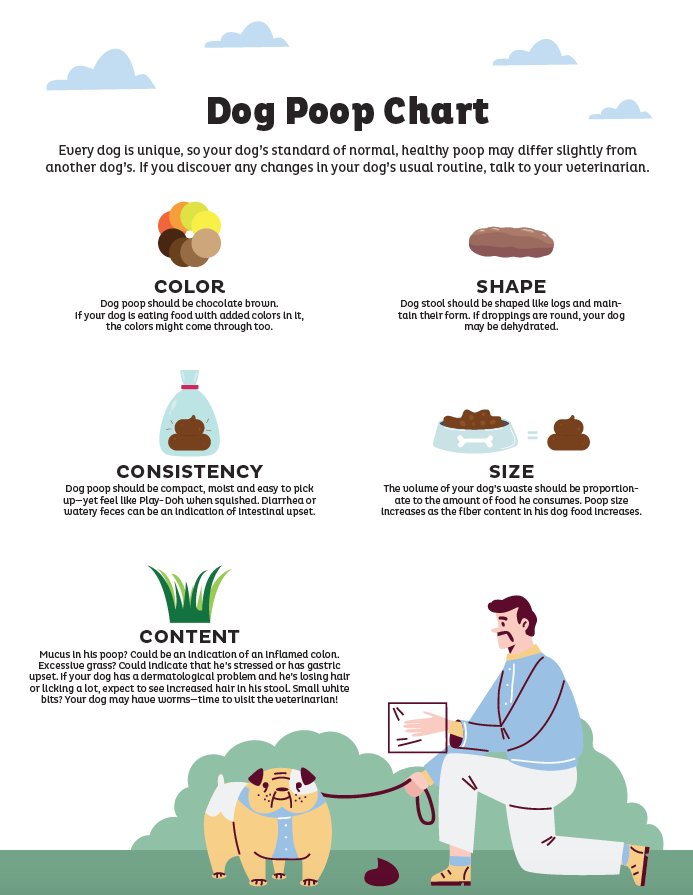 Why a Dog May Not Eat but Seems Fine